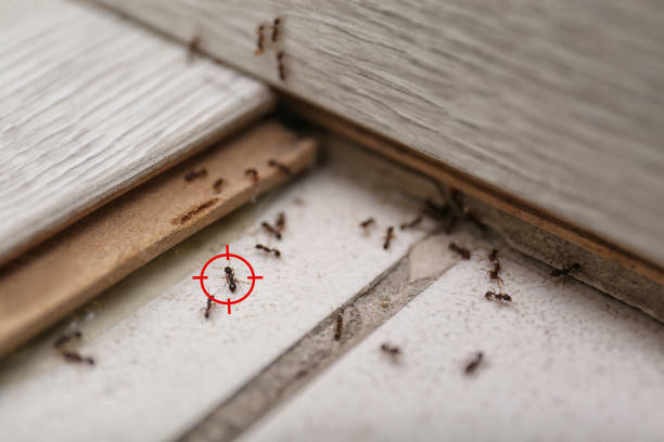 Best Flea Control Services  in Roberta, GA