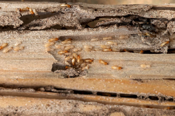 Best Wasp Removal Services  in Roberta, GA