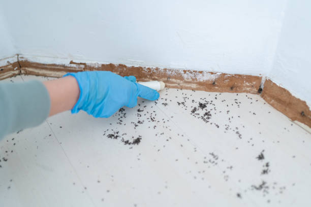 Best Ant Control Services  in Roberta, GA